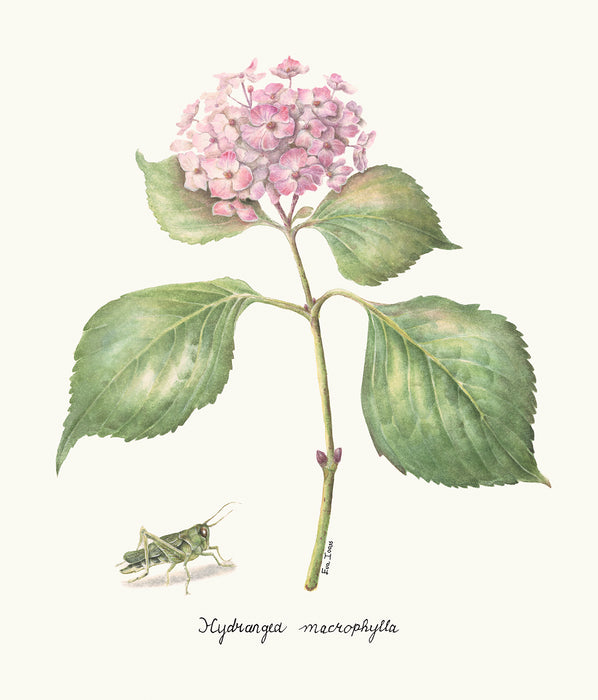 Hydrangea & Grasshopper