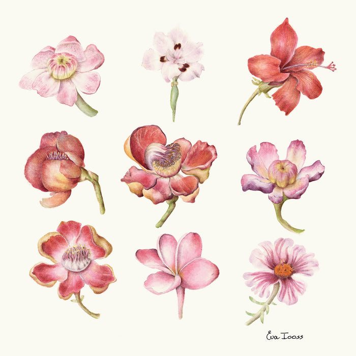Botanicals