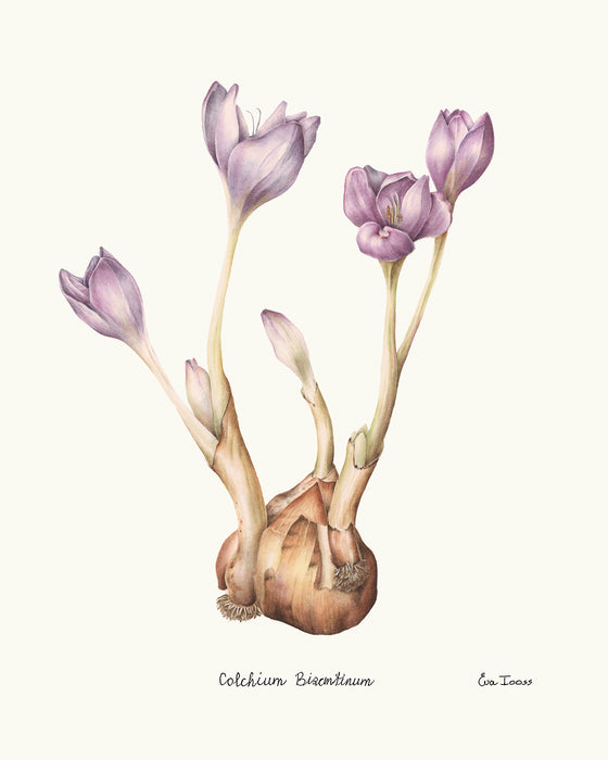 Crocus