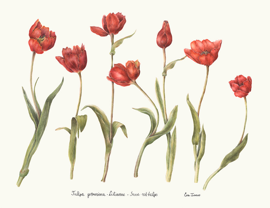 Seven Tulips