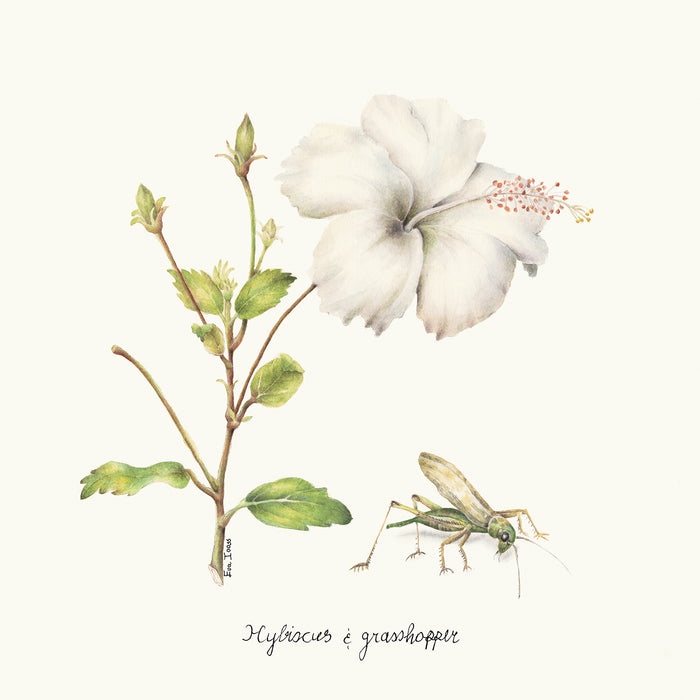 Hibiscus & Grasshopper