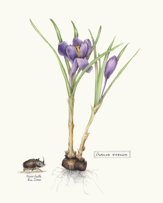 Crocus & Rhino Beetle