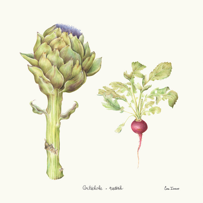 Artichoke & Radish