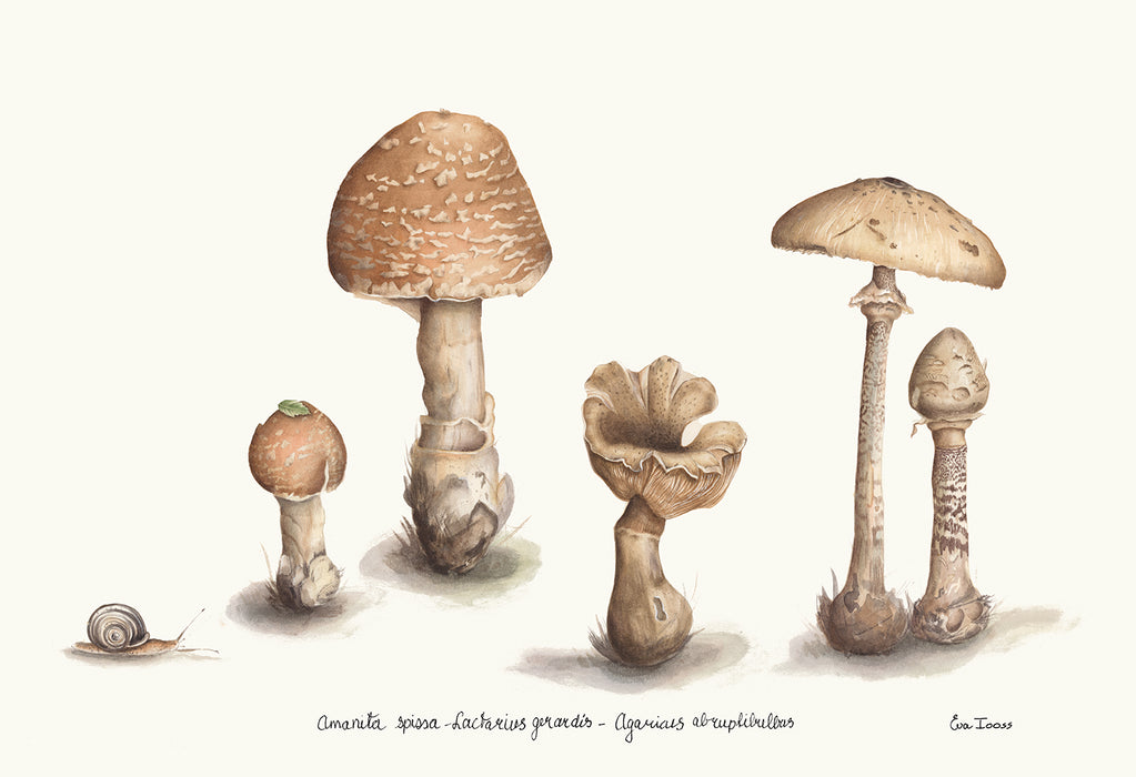 Mushrooms